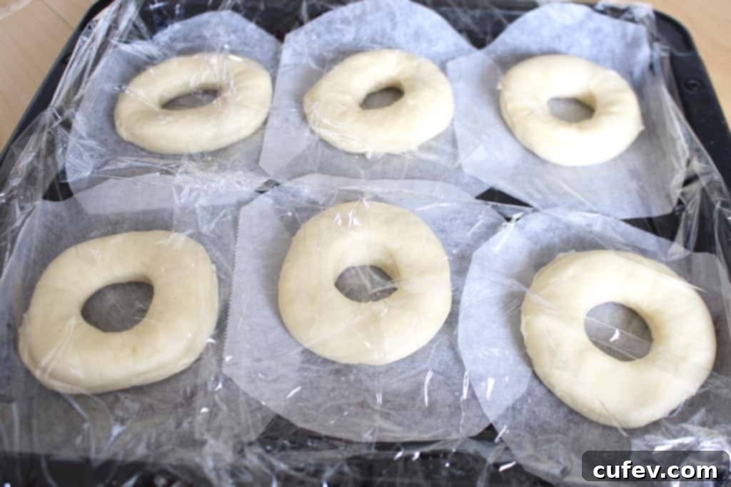 Unfried doughnut rings and doughnut holes arranged on parchment paper, undergoing their second proofing before frying.