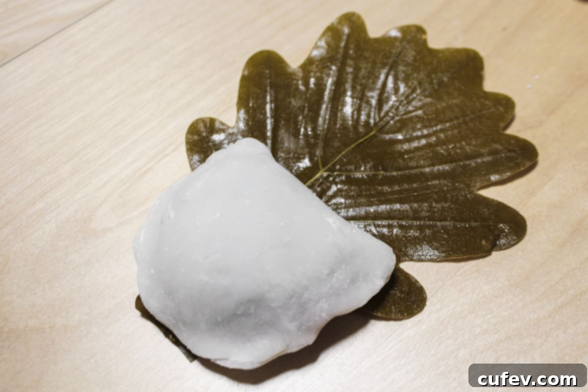 A beautifully shaped Kashiwa Mochi, folded in half like a clam shell and snugly wrapped in its traditional kashiwa oak leaf, ready for its final steam.