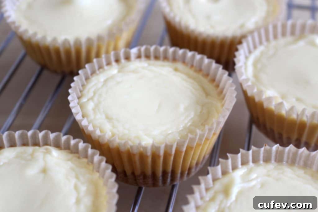 Baked Gouda cheesecakes cooling in a cupcake pan after removal from the oven