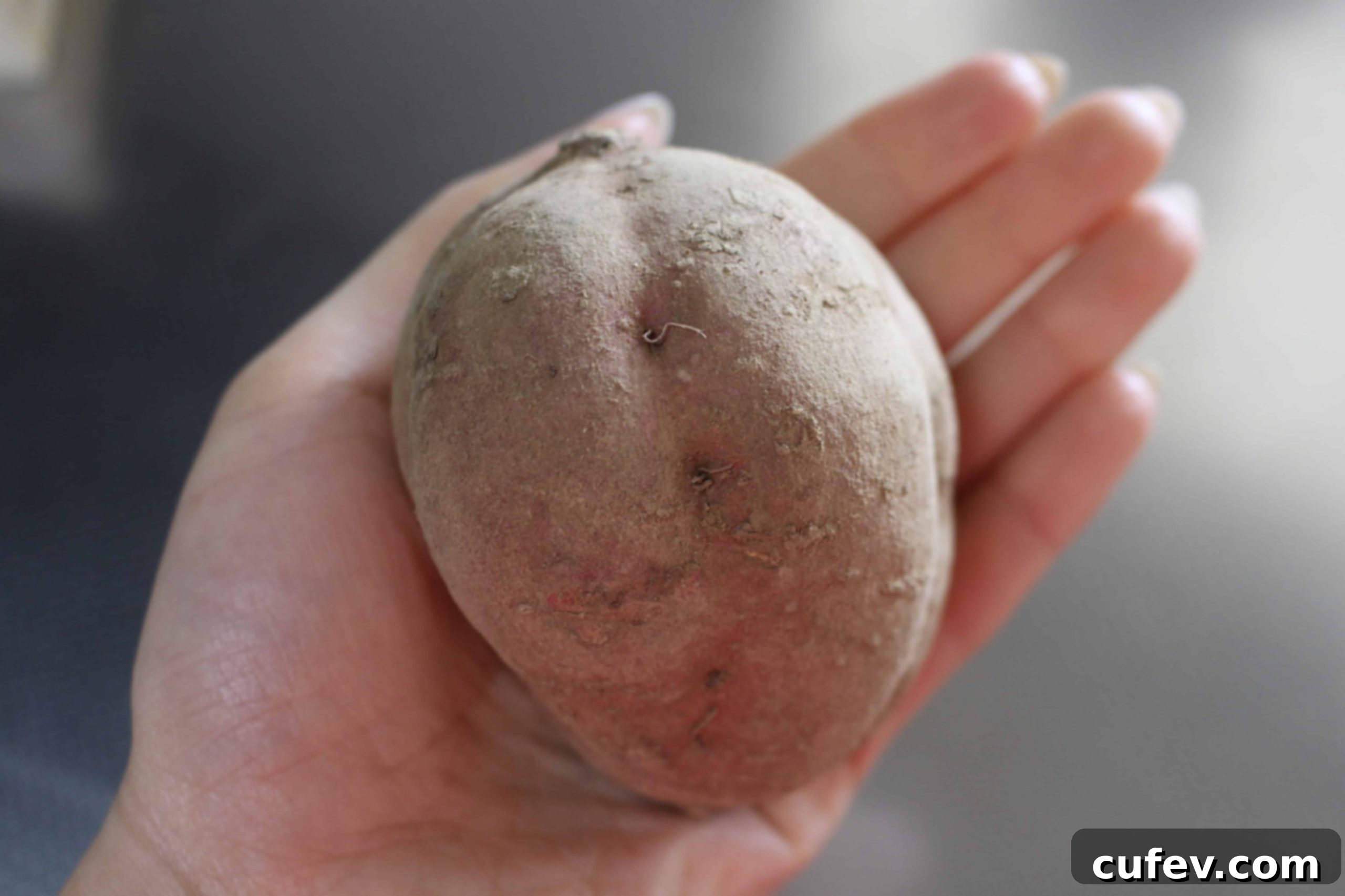 A perfectly baked Japanese sweet potato held in a hand, showing its moist and tender interior.